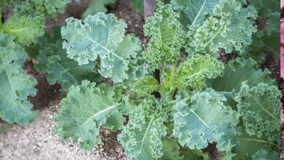 como cultivar couves