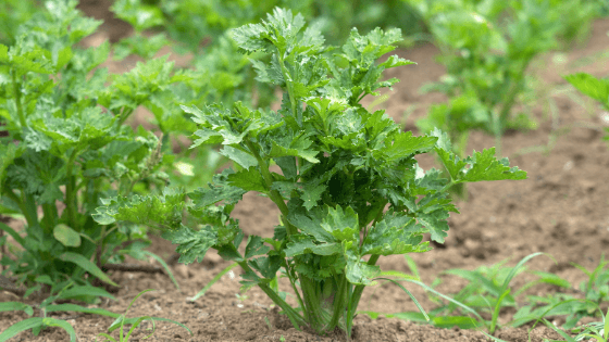 como cultivar aipo