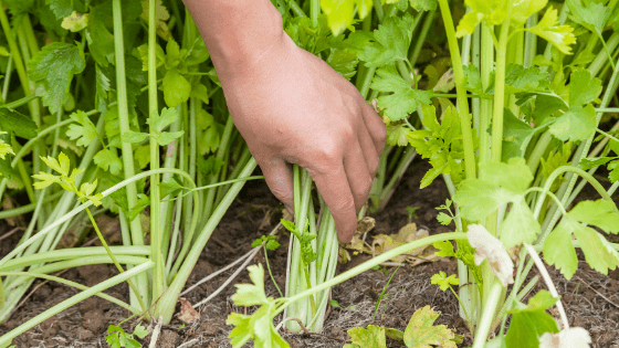 como cultivar aipo
