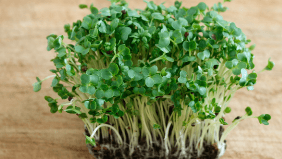 como cultivar agrião