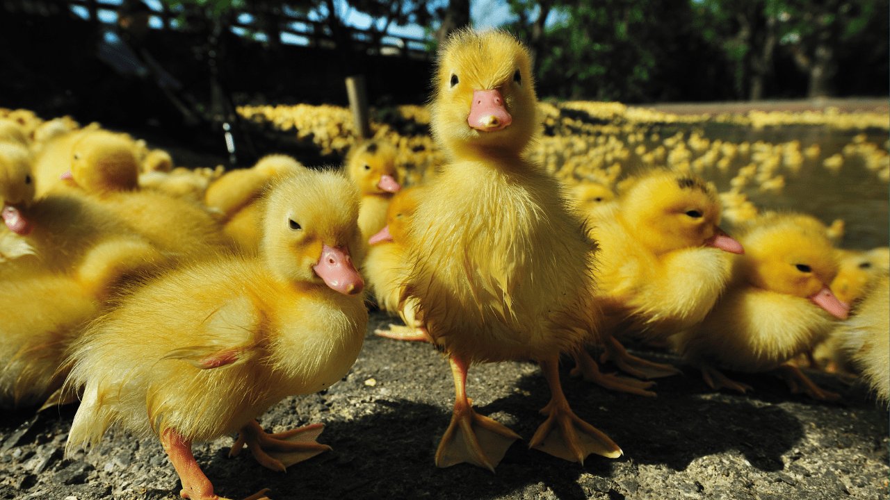 como criar patos