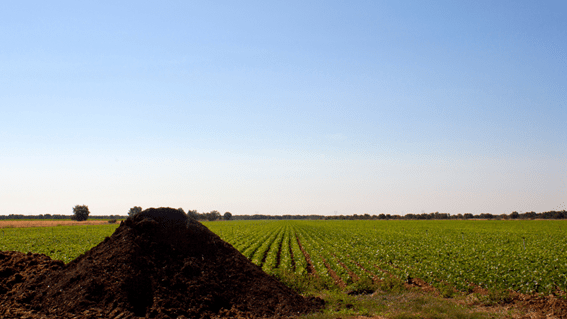melhores estrumes para agricultura