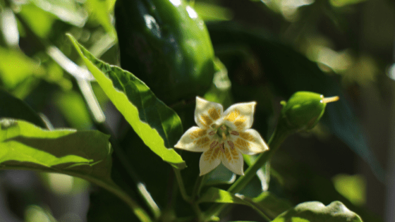 como cultivar pimentos