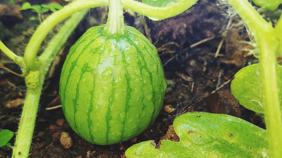 como cultivar melancia