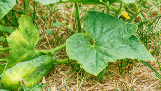 como cultivar pepino