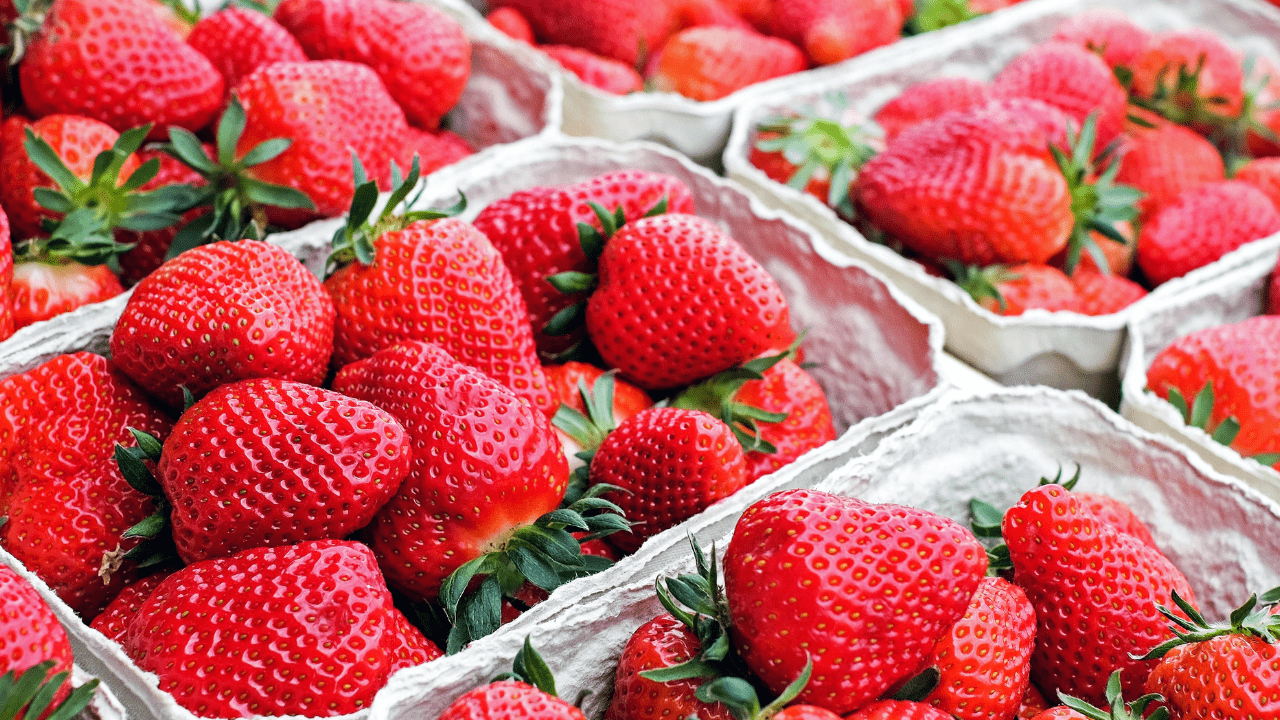 variedades produtivas do morango