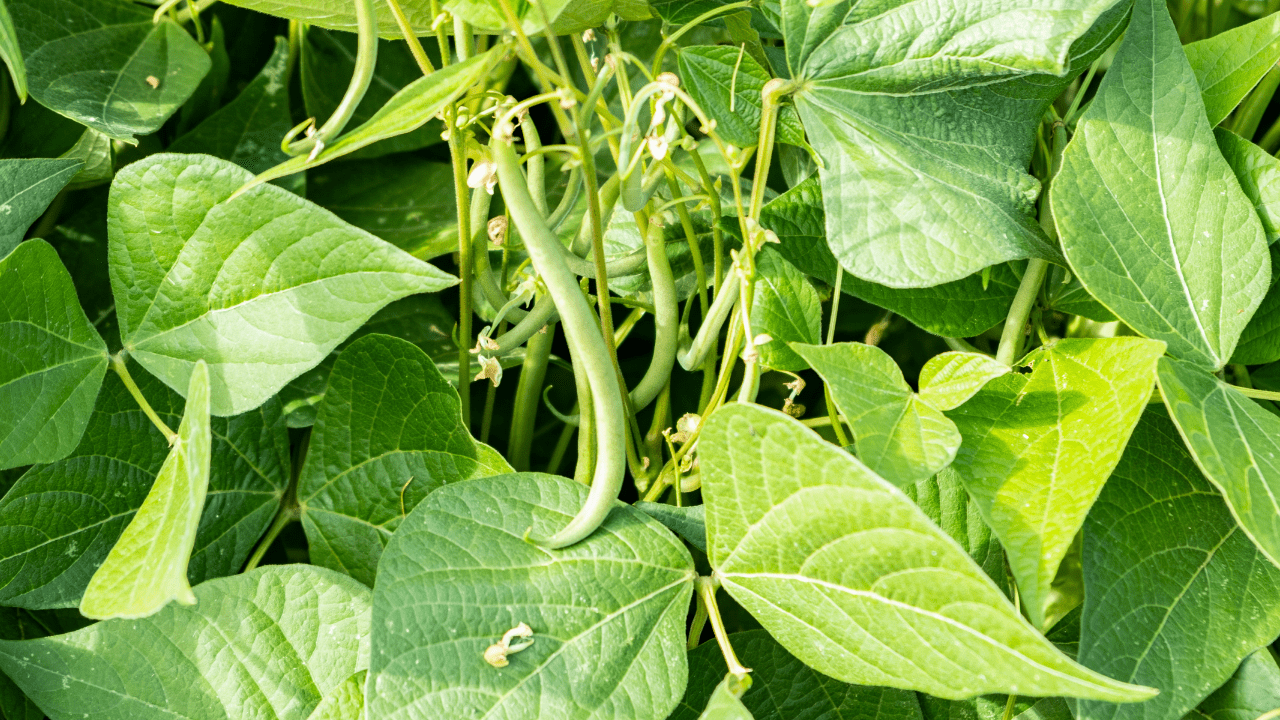 como cultivar feijao verde em estufa