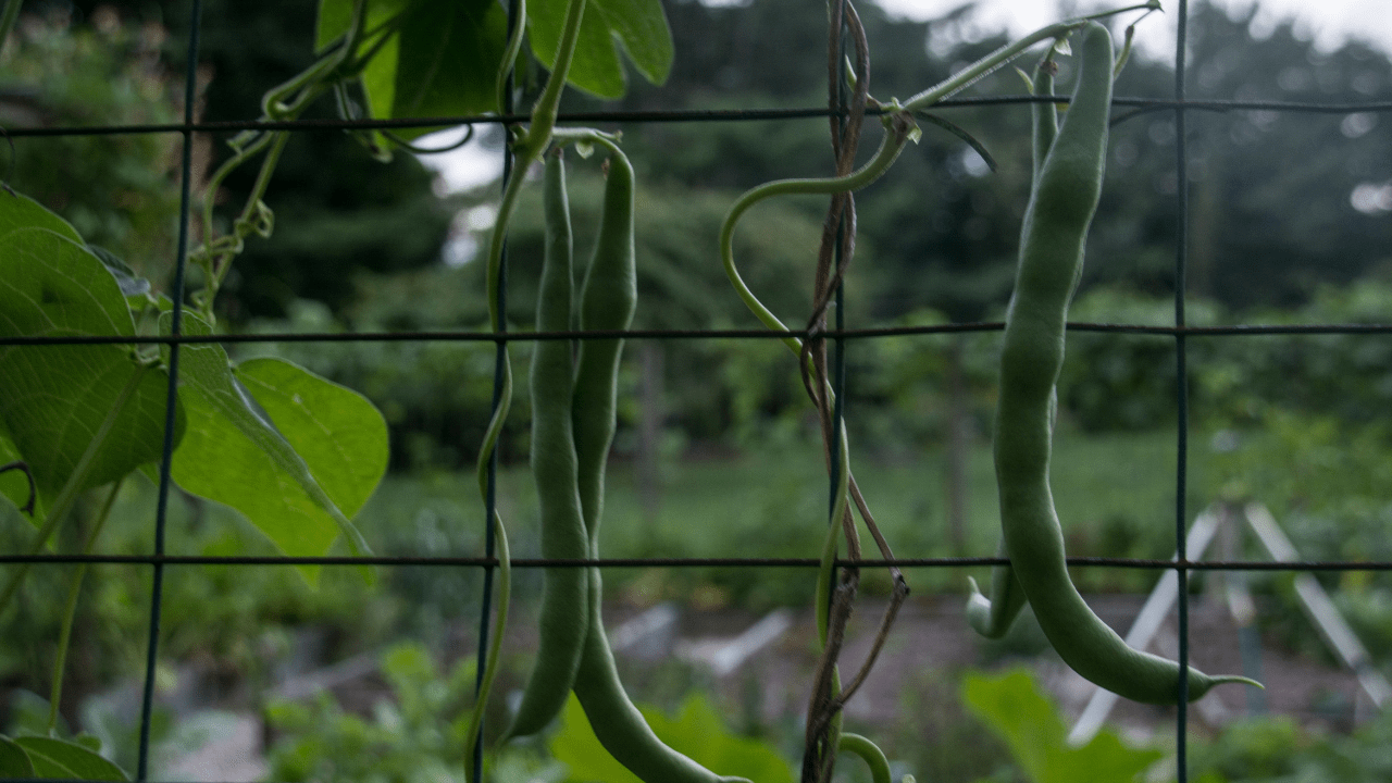 como cultivar feijao verde