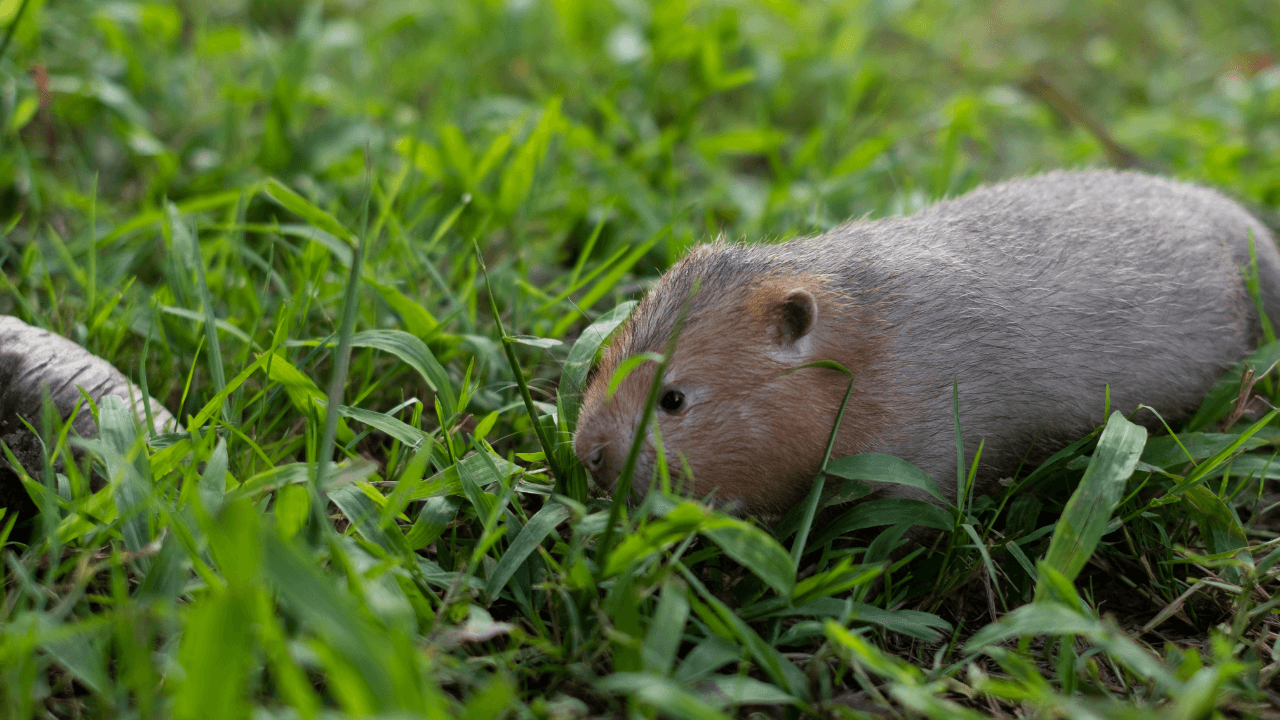 como afastar ratos da horta