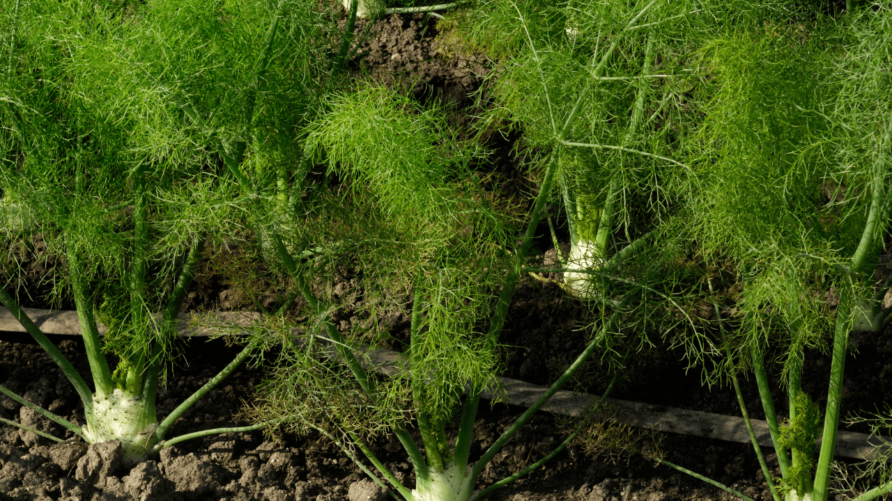 como cultivar funcho plantar