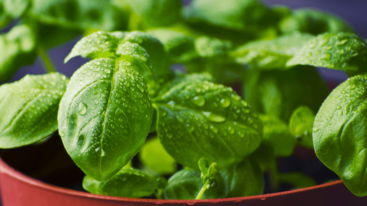 Cultivar ervas aromáticas na varanda