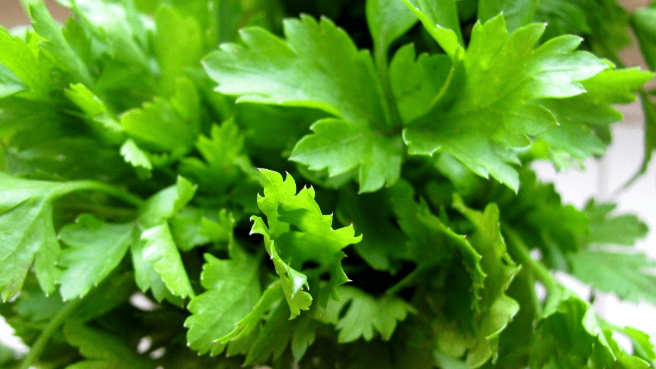 ervas aromáticas em apartamento
