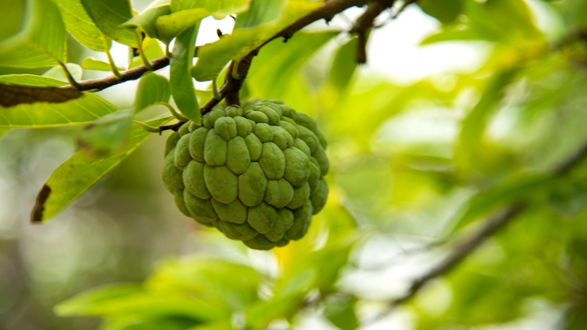fruteiras tropicais anona