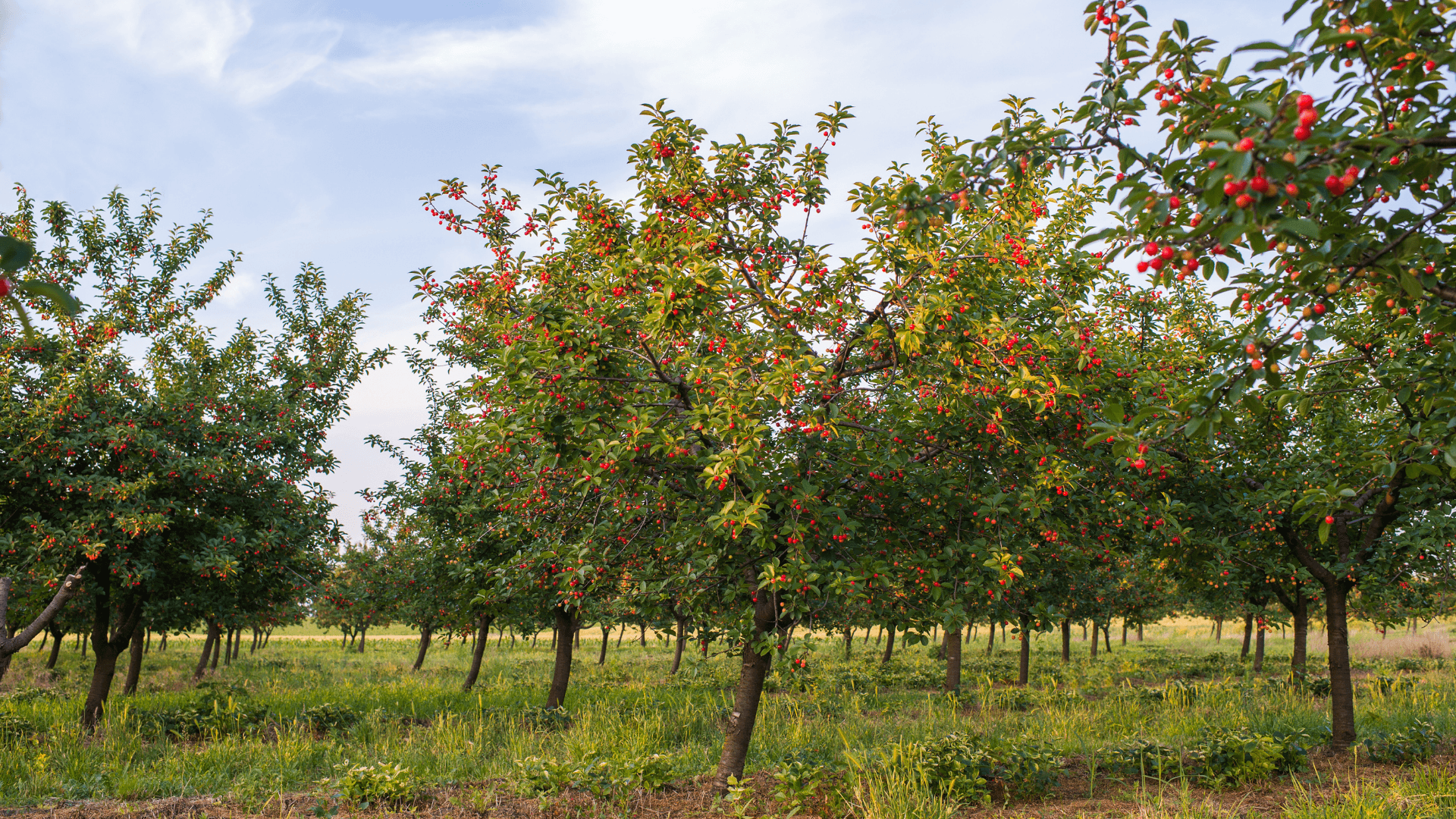 pomar de cerejeiras