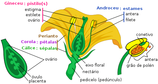 polinização abelhas