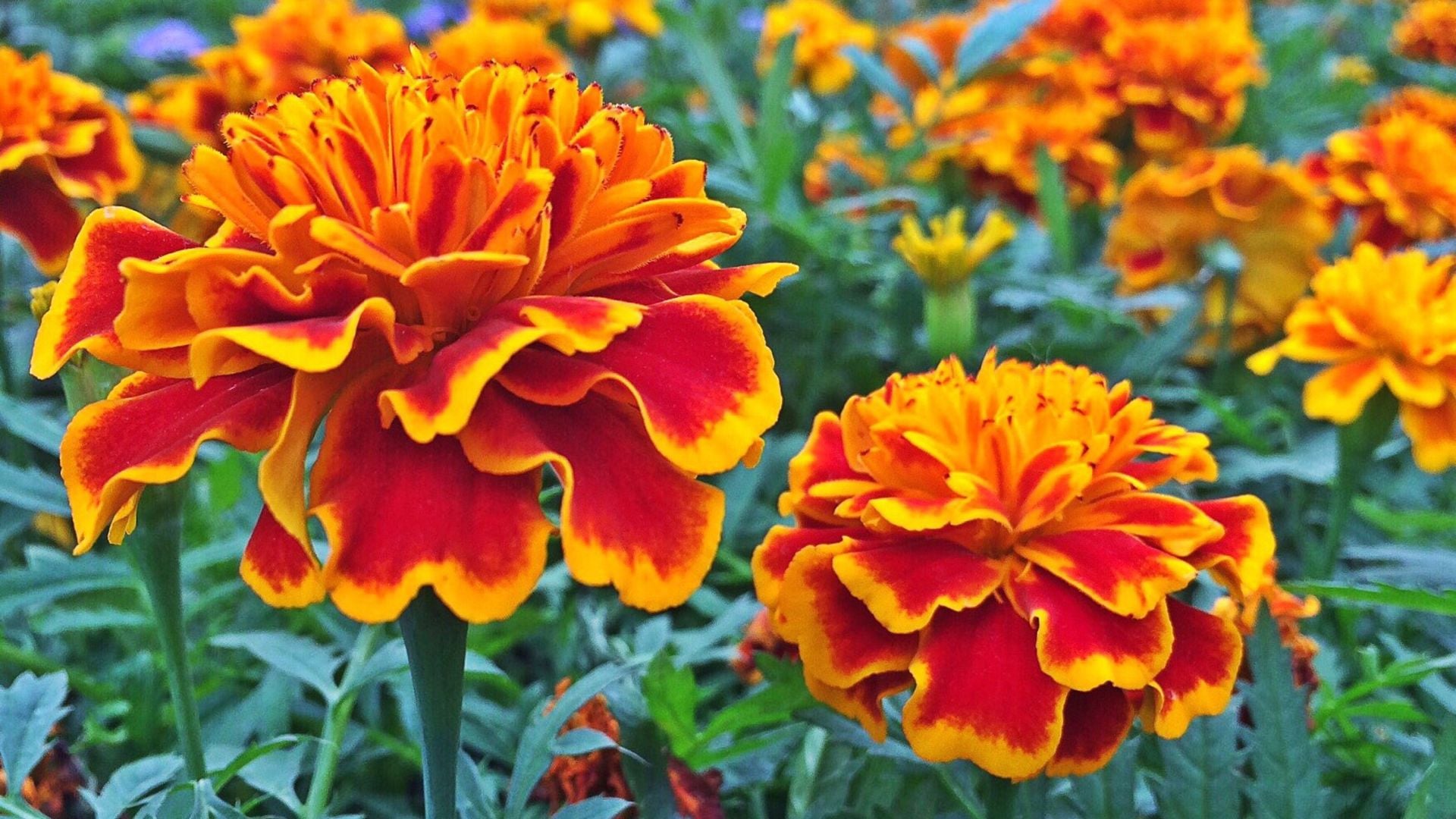 plantas companheiras
