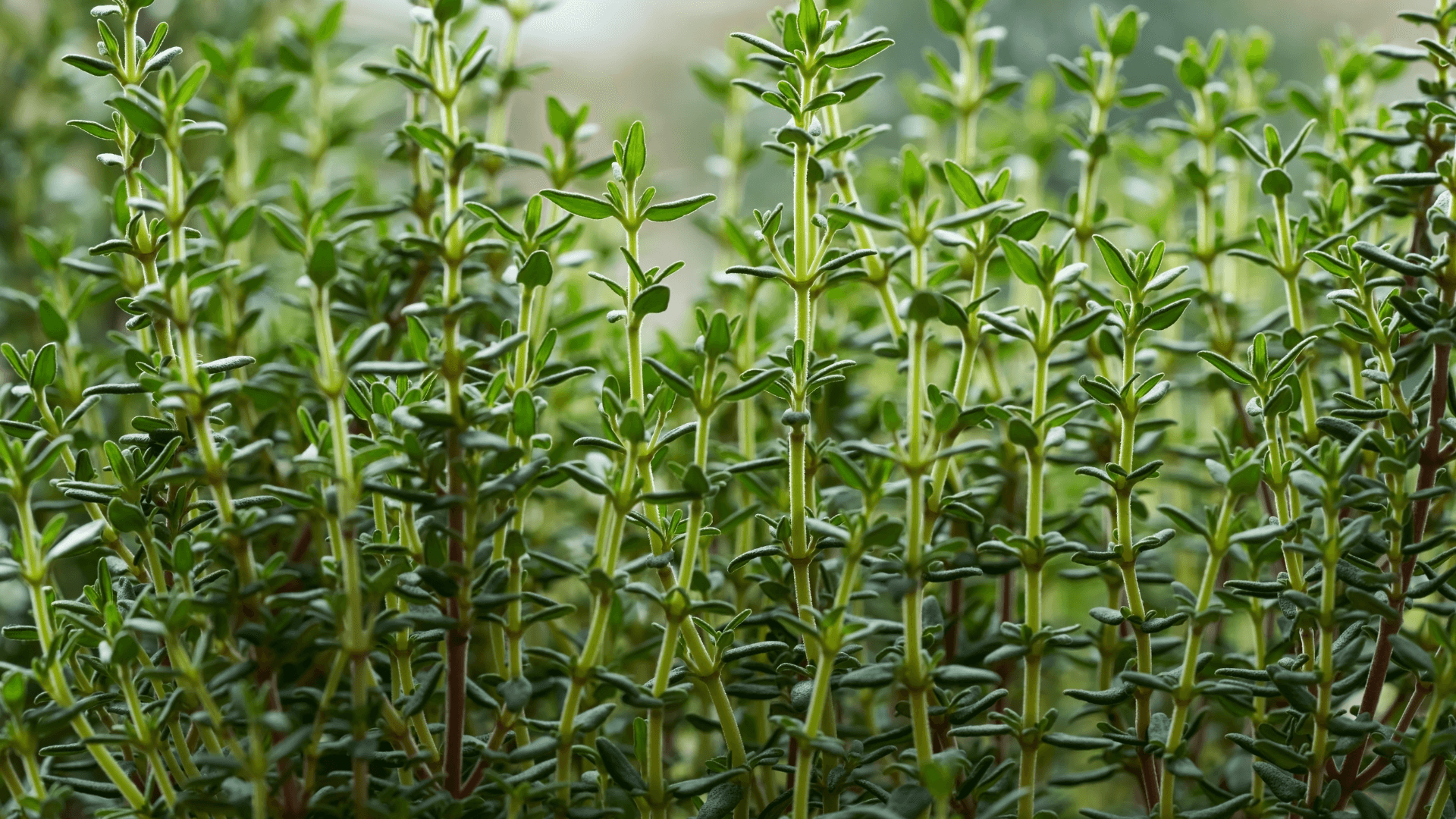 plantas companheiras