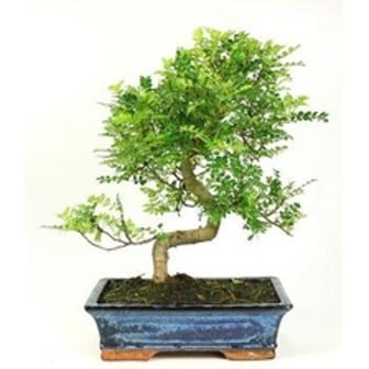 Tipos de bonsai