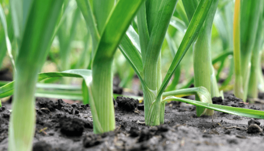 tarefas agrícolas_inverno