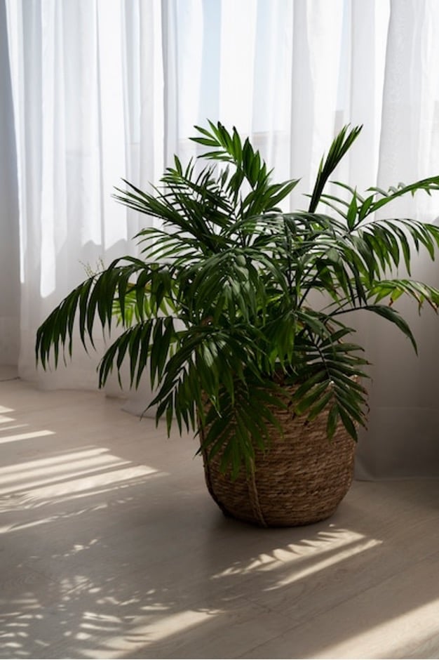 plantas para escritório
