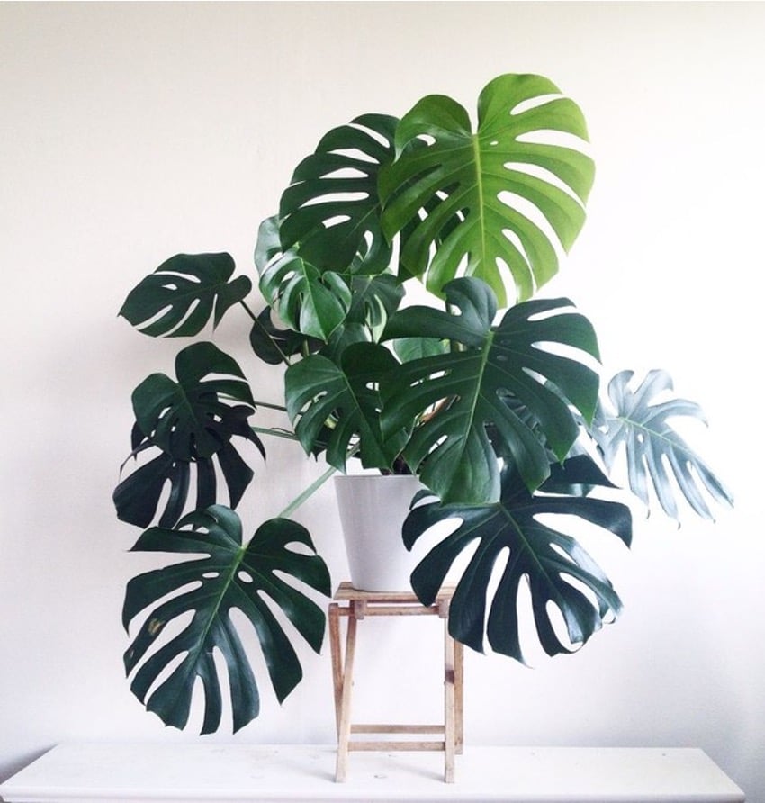 plantas para escritório