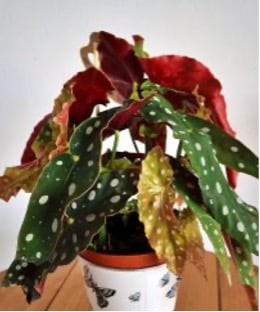 begonia maculata problemas