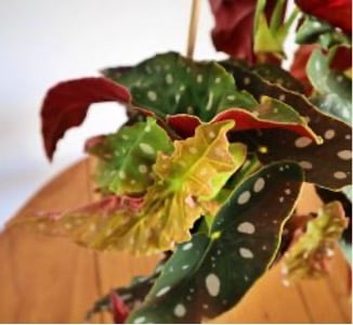 begonia maculata cuidados