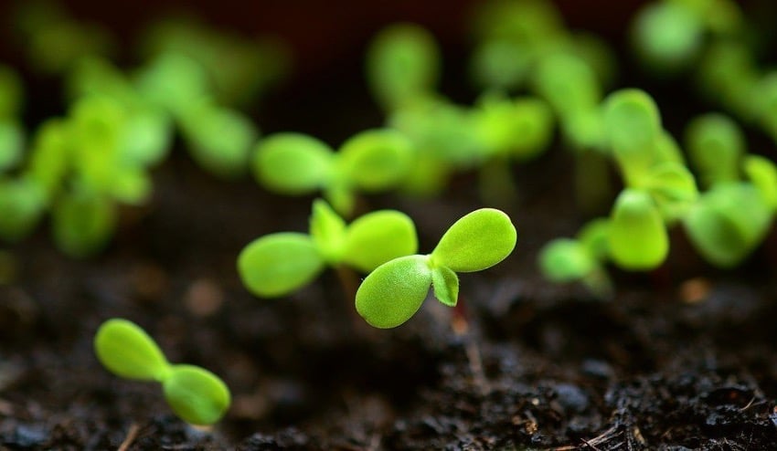 substrato para plantas