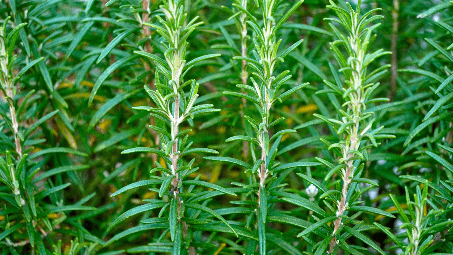 como cultivar alecrim