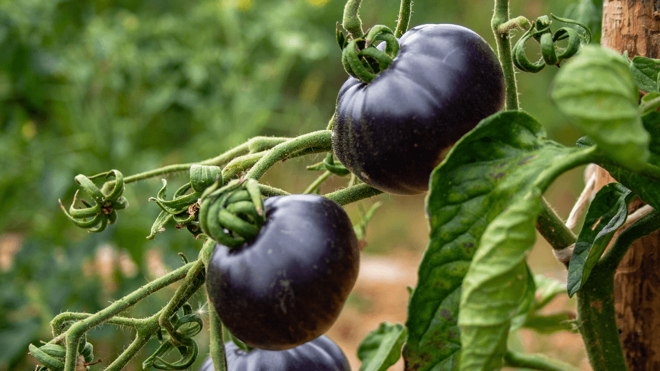 onde comprar sementes tomate azul