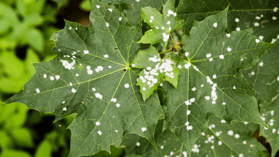doenças fúngicas na horta