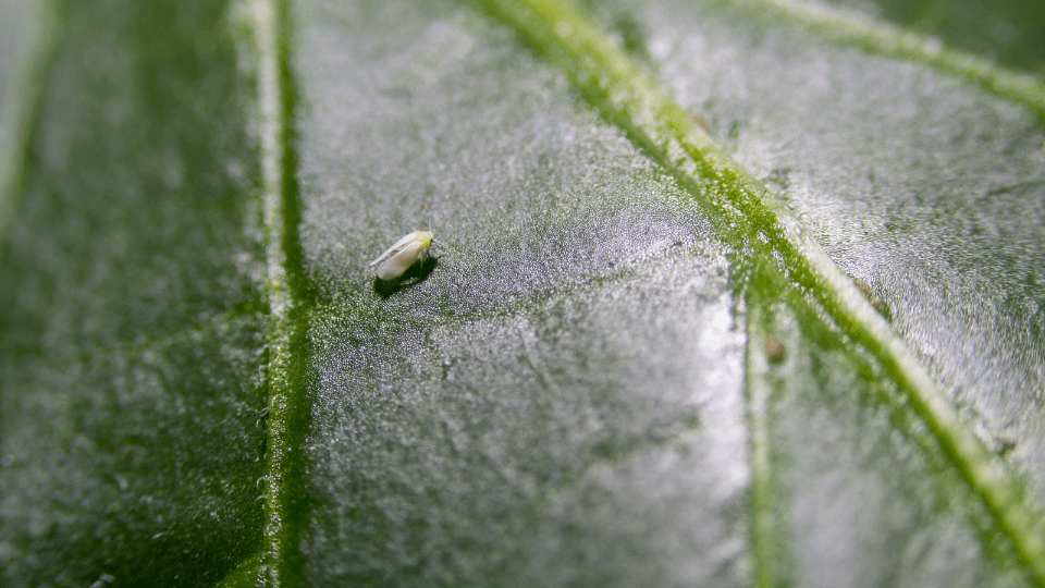 como prevenir mosca branca