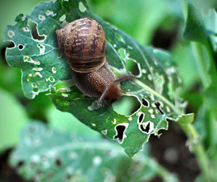 pragas comuns nas couves caracóis