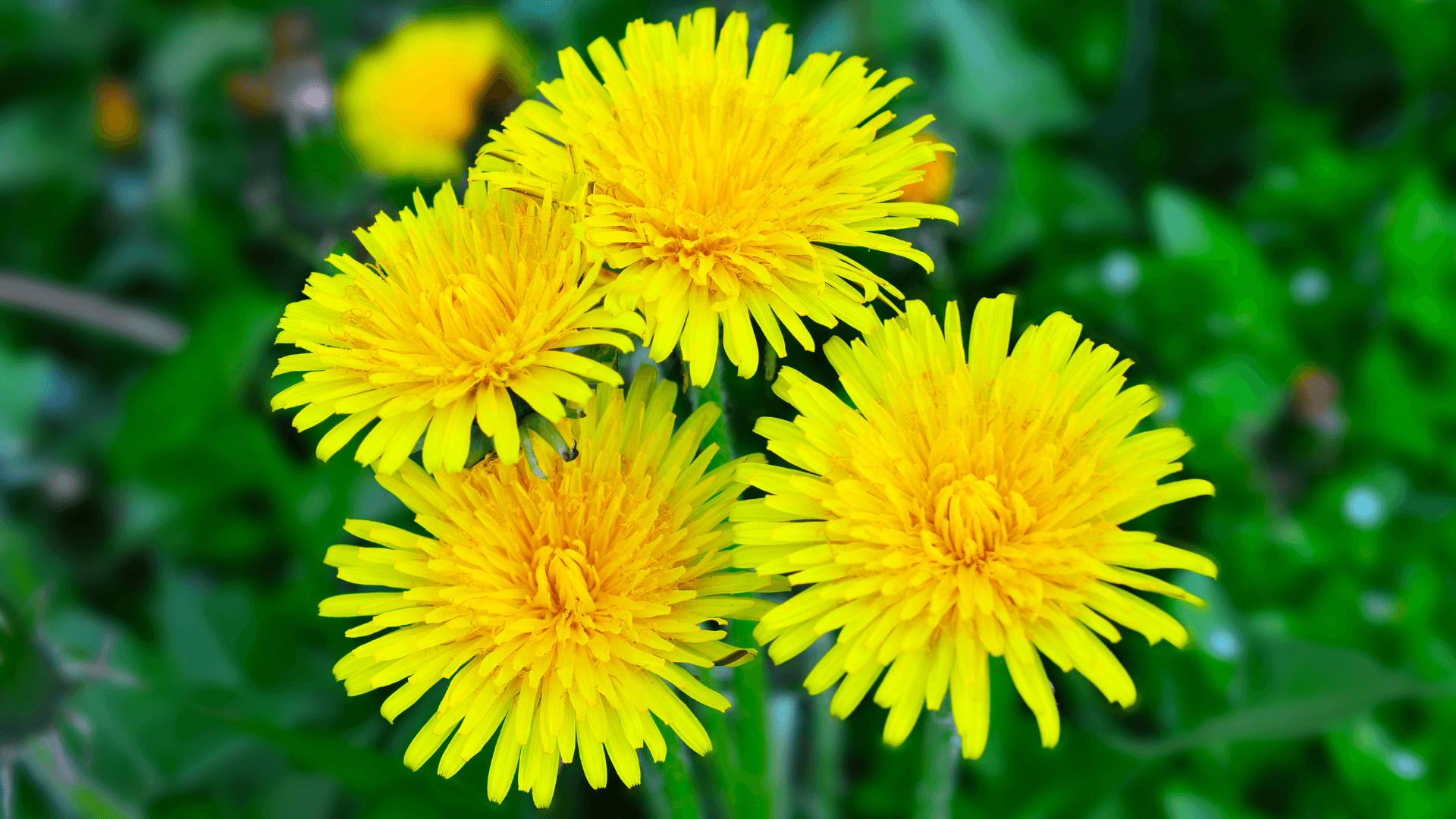 flores ricas em néctar