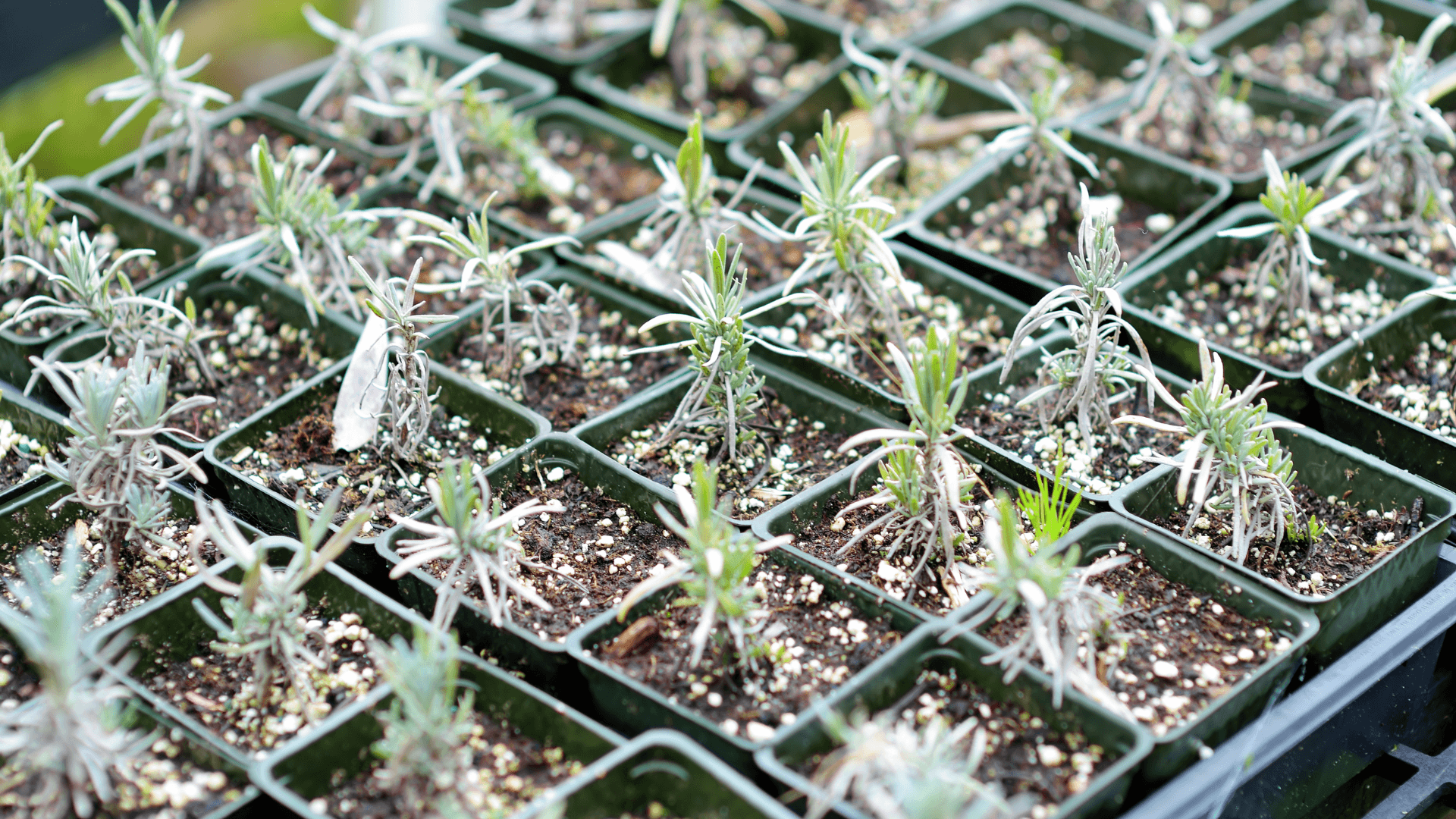 estacas alfazema