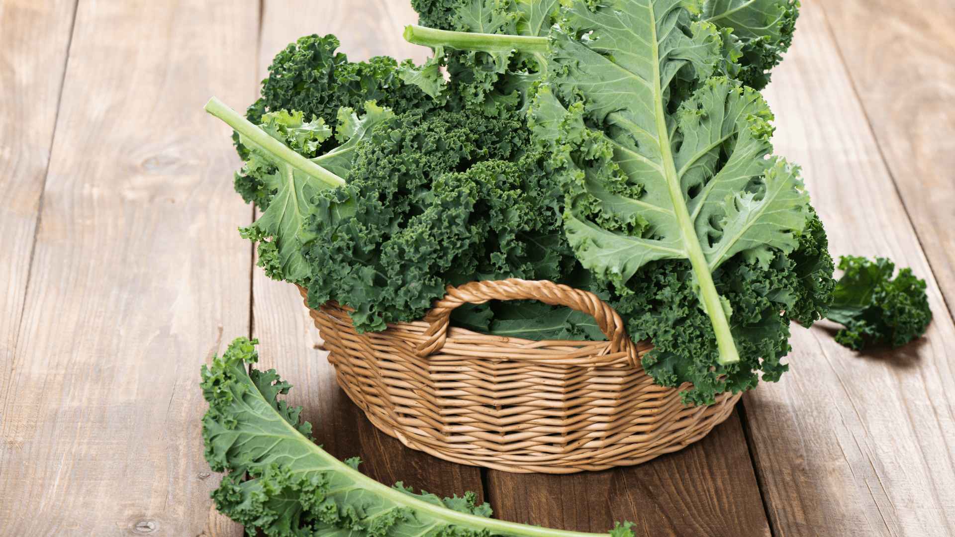 colheita de couve kale