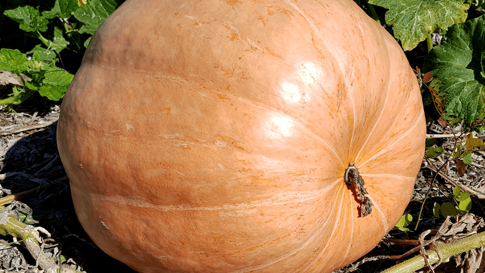 Cucurbita maxima variedades de abobora