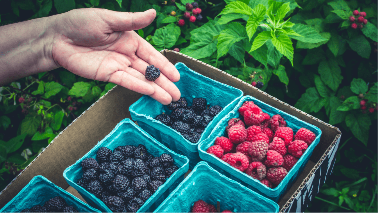 como cultivar frutos vermelhos