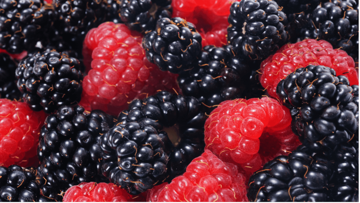 como cultivar frutos vermelhos