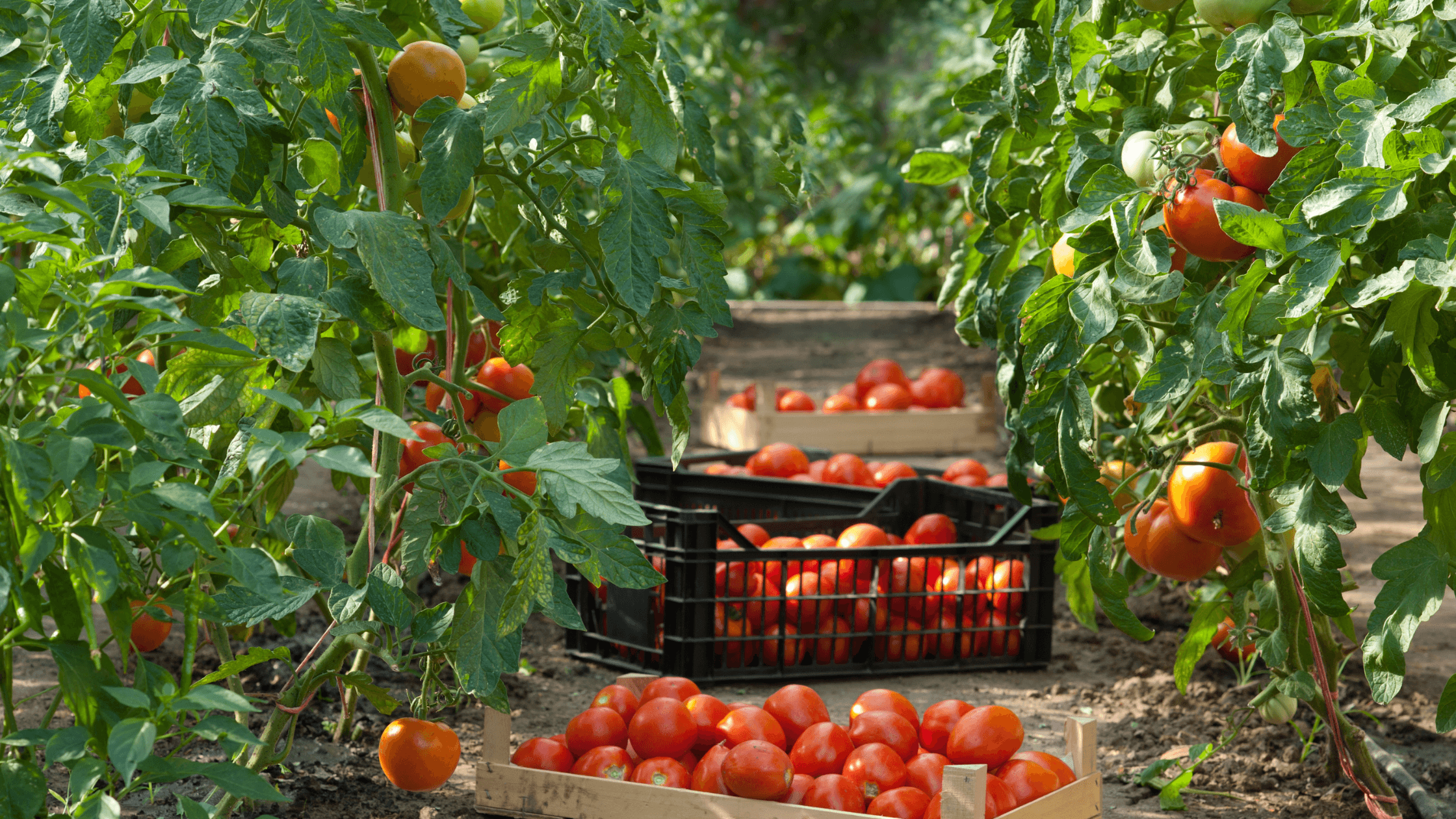 variedades de tomate