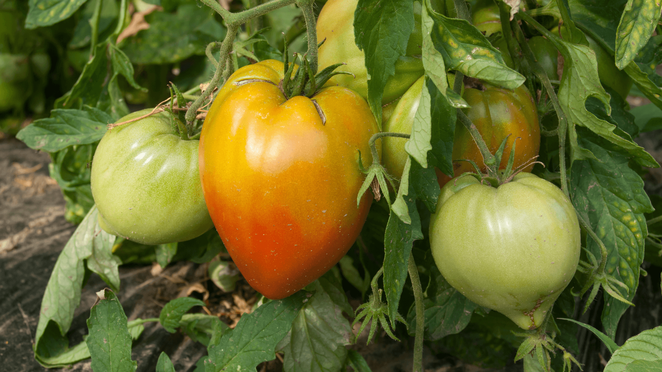 tomate coração de boi