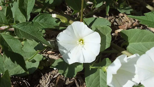corriola ervas daninhas