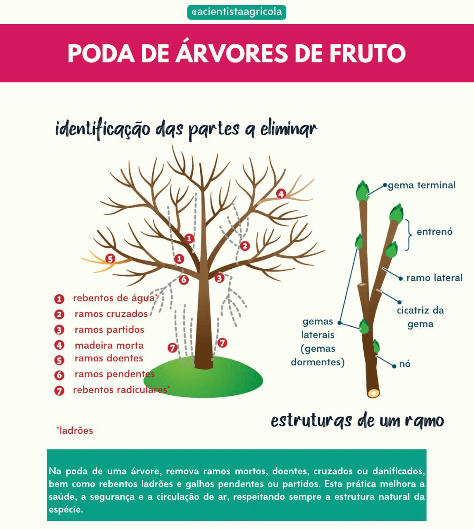 o que eliminar na poda