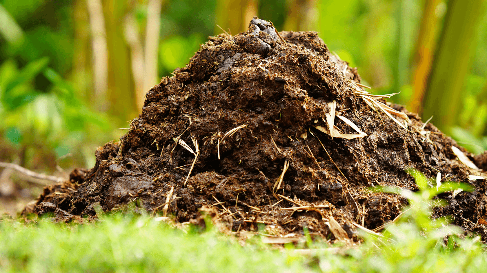 estrume horta
