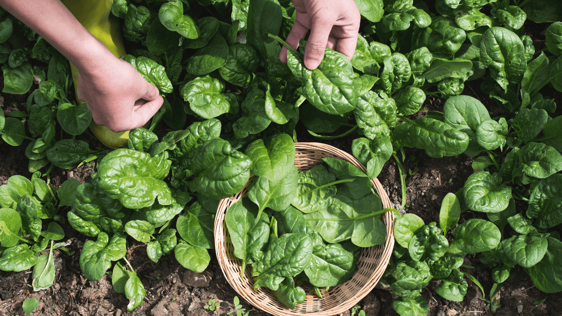 Horta em Portugal: o que semear e colher rápido
