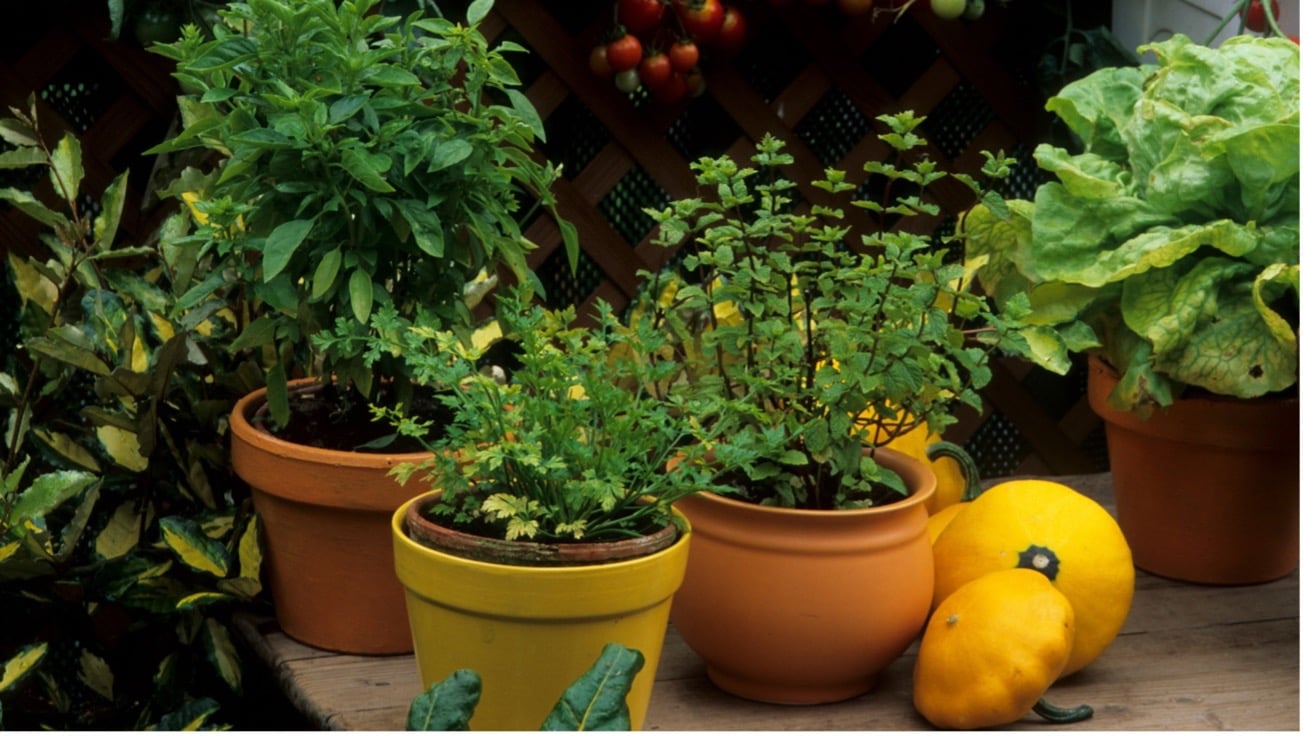 como produzir aromáticas